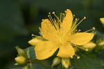 Mountain St. Johnswort